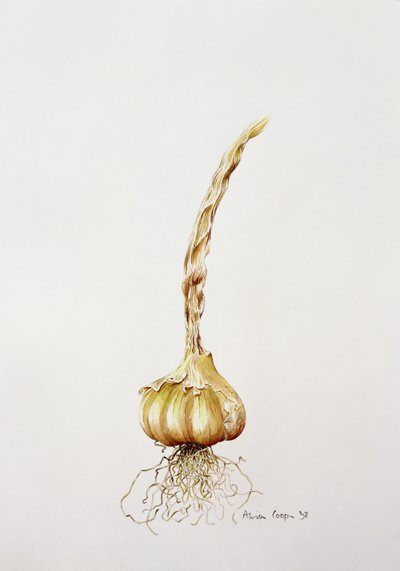 Garlic, 1998 by Alison Cooper